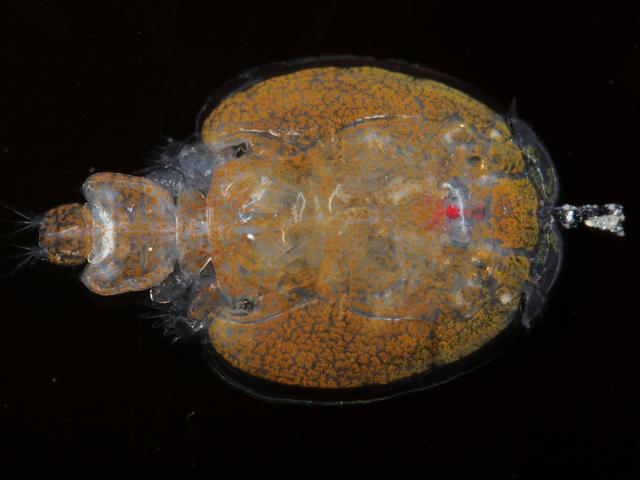Caligus curtus Parasitic parasite Sea louse Copepod Plaice Images
