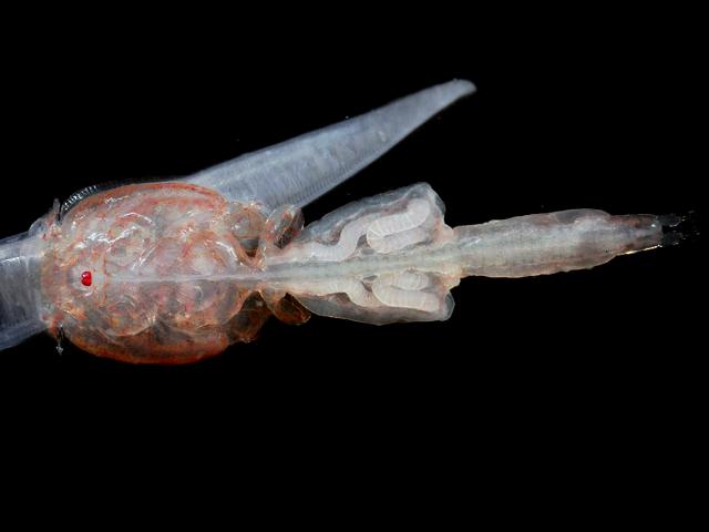 Caligus pelamydis parasitic copepod Scomber scombrus Atlantic mackerel gills parasite sea louse images