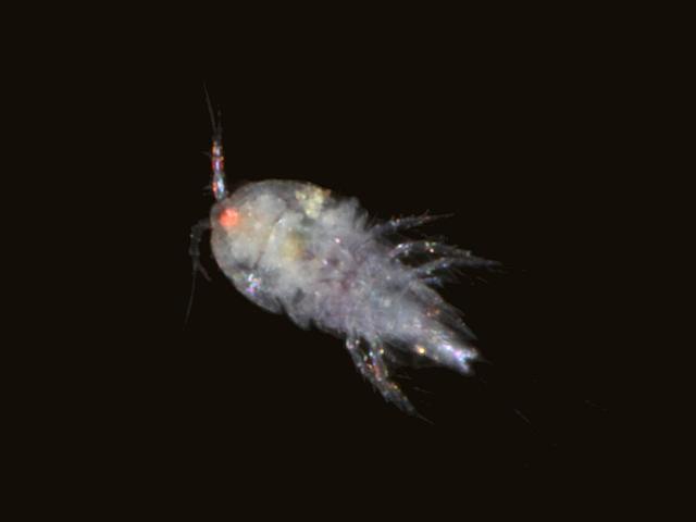 Copepod found on washing Psammechinus miliaris Green sea urchin Copepods Copepoda Images
