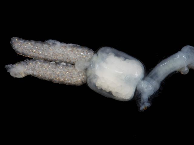 Clavella adunca Parasitic Sea louse Cod Copepod Images
