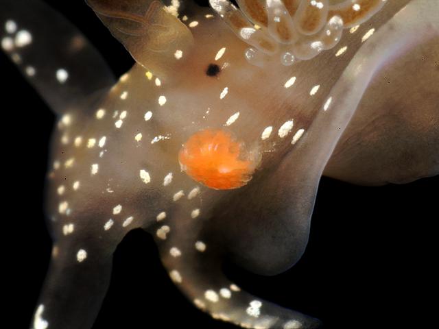 Doridicola aff. agilis parasitic copepod nudibranch images