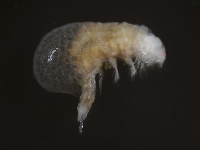 Doropygus pulex Notodelphyid commensal sea squirts tunicates copepod images