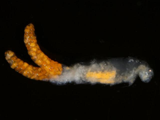 Enterocola sp Enteropsid copepod endoparasite endoparasitic parasite of sea squirts tunicates copepoda images