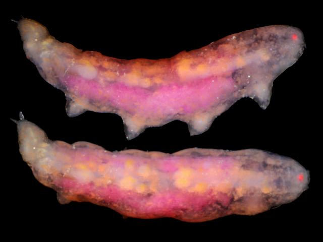 Enteropsis roscoffensis enteropsid copepod endoparasite endoparasitic parasite of sea squirts tunicates copepoda images