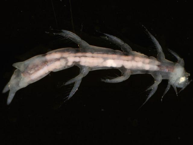 Entobius species Entobiid endoparasite endoparasitic on Polycirrus worms copepod images