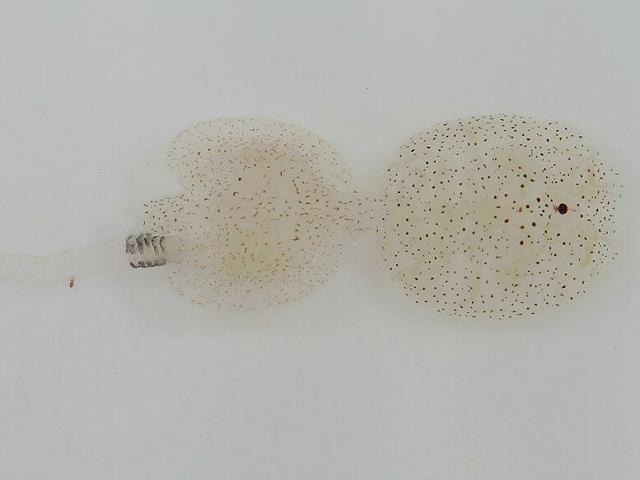 Lepeophtheirus pectoralis Parasitic parasite Sea louse Copepod Plaice Images