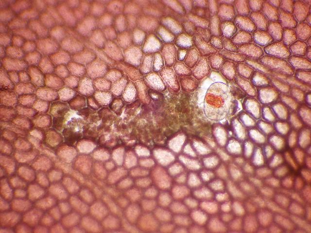 Diarthrodes feldmanni Harpacticoid copepod mining blade of red algae Cryptopleura ramosa Copepoda Images