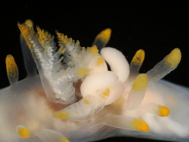 Splanchnotrophus willemi an endoparasitic splanchnotrophid copepod on host Ancula gibbosa nudibranch Images