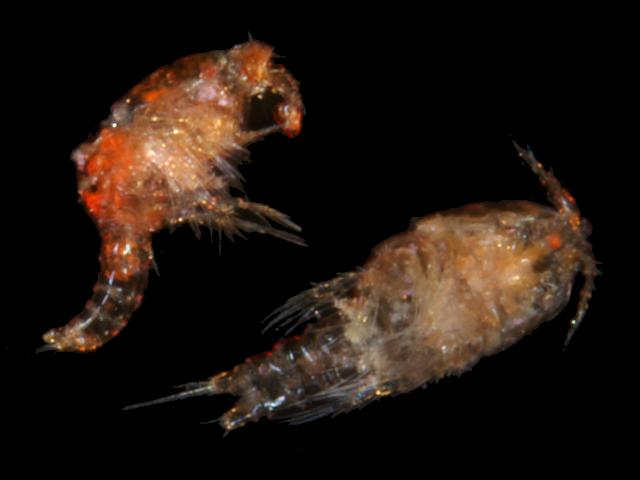 Tigriopus brevicornis harpacticidae copepod associated with Ulva intestinalis images
