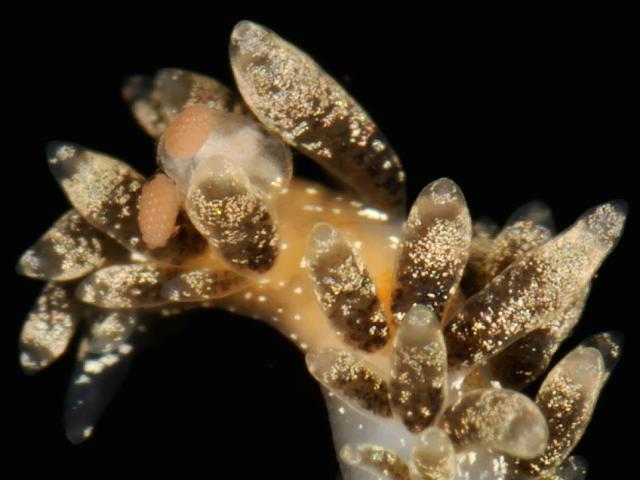Unidentified copepod on nudibranch Trinchesia foliata Images