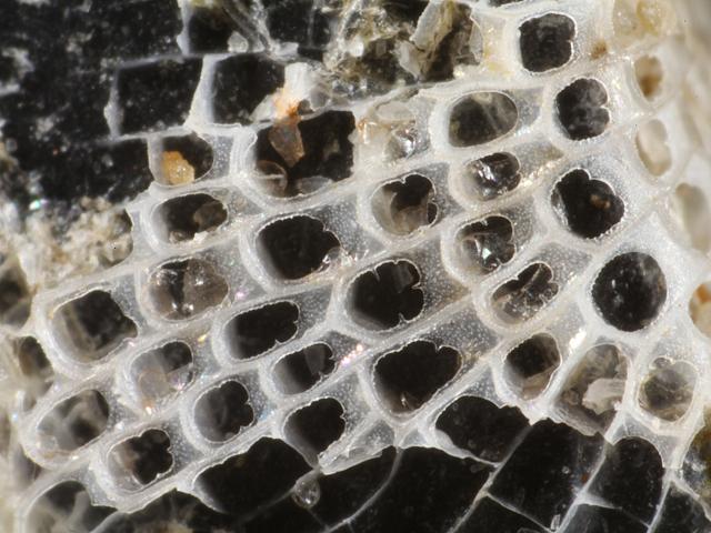 Biflustra tenuis Membranipora acanthodesia Bryozoan Images