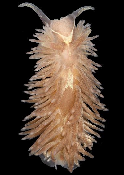 Sea slug images Heterobranchia Order Nudibranchia UK