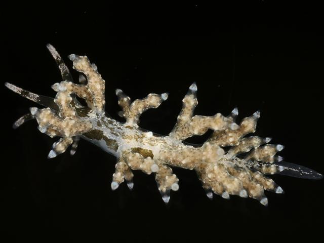 Capellinia fustifera synonym Eubranchus doriae Sea slug nudibranch images