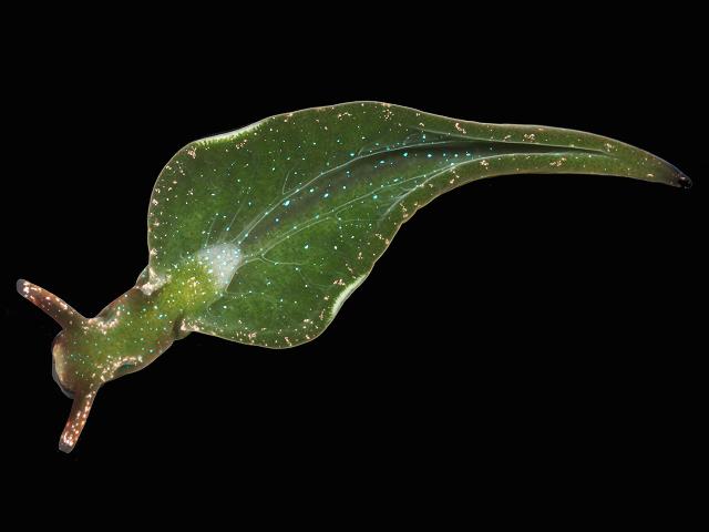 Elysia viridis Green elysia or Sacoglassan Solar powered sea slug images
