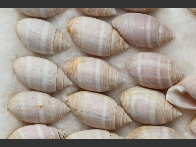 Acteon tornatilis Pink banded barrel snail Shell Sea Slug