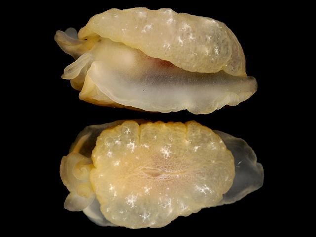 Berthella plumula Yellow plumed Side gilled sea slug images