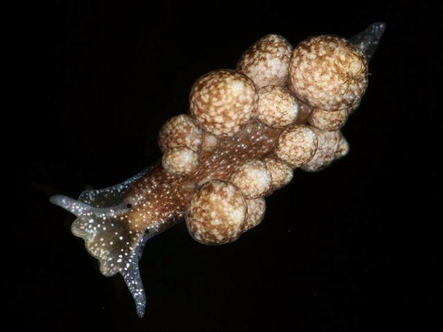 Calliopaea bellula limapontiidae sea slug images