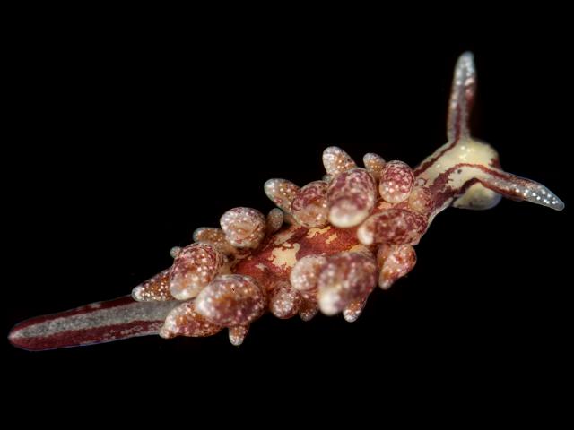 Hermaea paucicirra hermaeidae hermaeid sea slug images