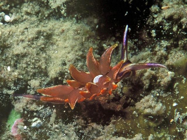 Hermaea variopicta hermaeidae hermaeid sea slug images