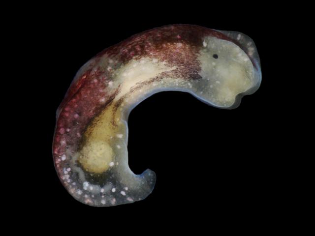 Limapontia capitata Black Limapontia sea slug images