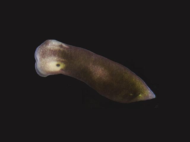 Limapontia depressa limapontiid opisthobranch Flat limapontia sea slug images