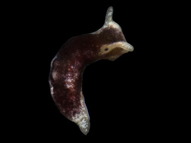 Limapontia senestra Cenia cocksi Ridged acteon or Falmouth sea slug images