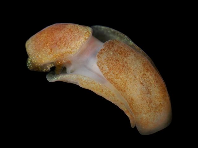 Philine catena Sea Slug Images