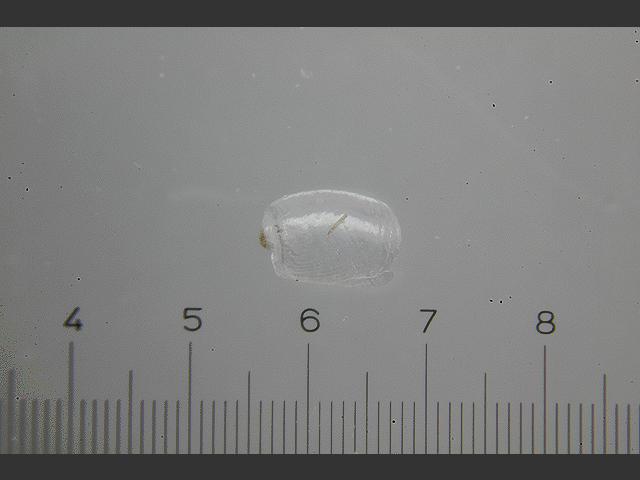 Philine denticulata Sea Slug Images