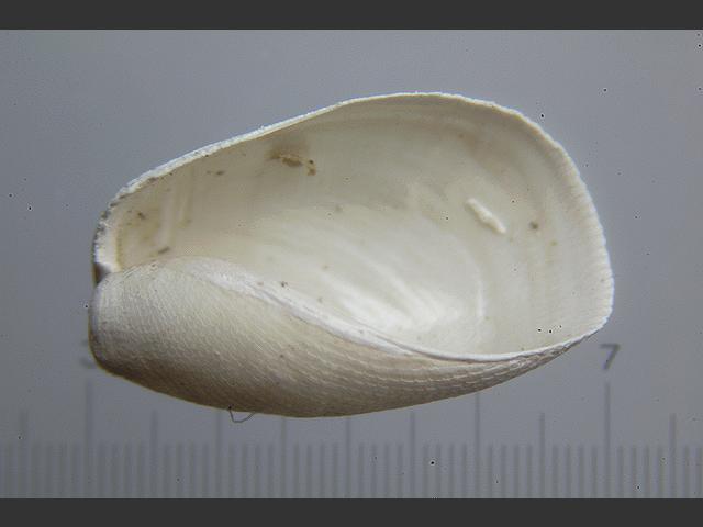 Philine scabra Sea Slug Images