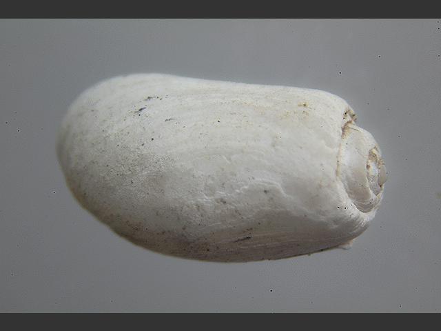Retusa alba Sea Slug Images