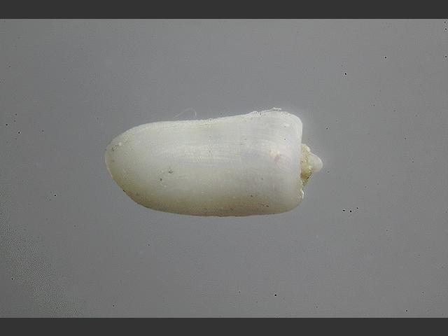Retusa mammillata Sea Slug Images