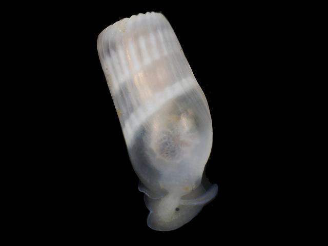 Retusa truncatula Sea Slug Images