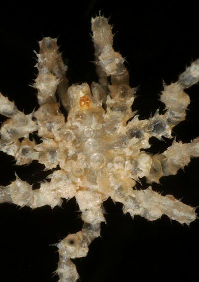 Sea spiders Pycnogonida images UK