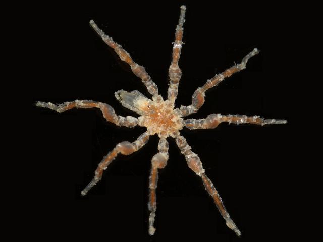 Achelia species simplex ammotheidae ammotheid sea spider pycnogonida images