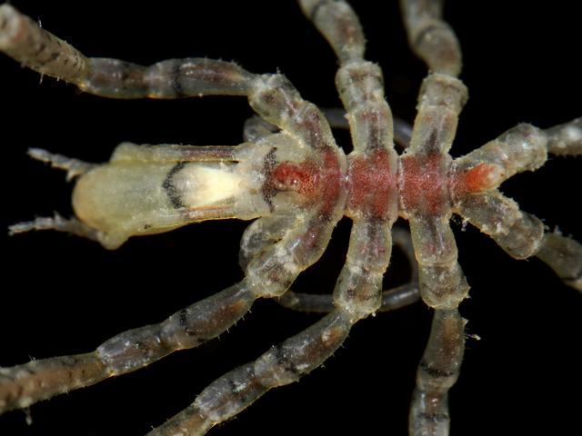 Ammothea hilgendorfi Pacific brown banded sea spider pycnogonida images