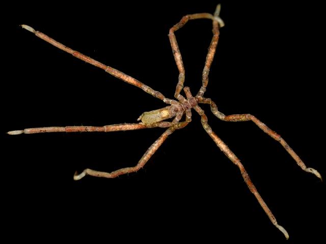 Ammothea hilgendorfi Pacific brown banded sea spider pycnogonida images