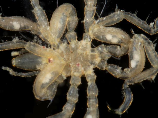 Ammothella achelia longipes ammotheidae ammotheid sea spider Pycnogonida Images