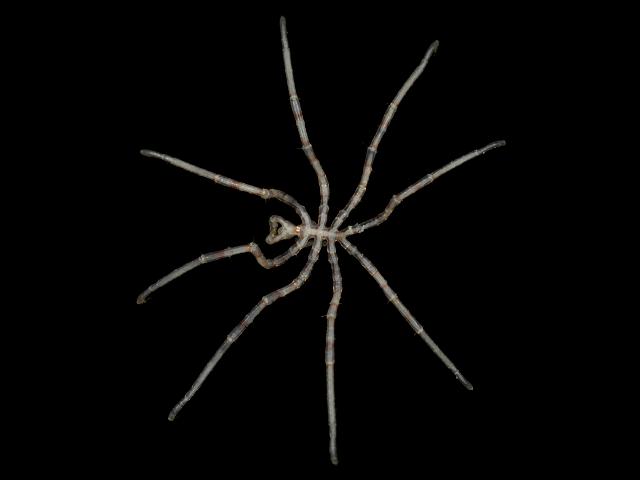 Nymphon brevirostre sea spider pycnogonida images