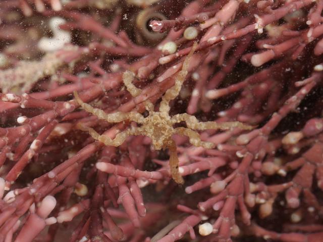 Sea Spiders to identify Pycnogonida Images
