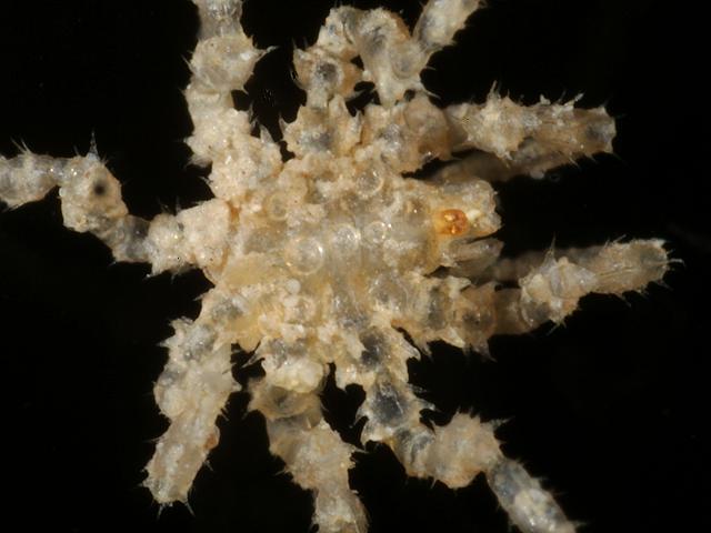 Achelia echinata ammotheidae ammotheid sea spider pycnogonida images
