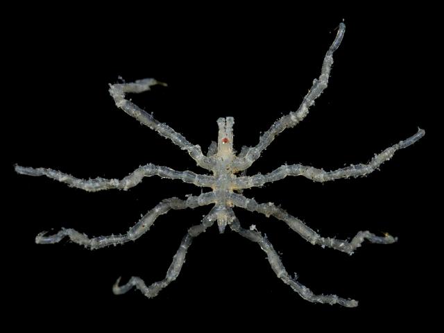 Anoplodactylus petiolatus phoxichilidiidae phoxichilidiid sea spider pycnogonida images