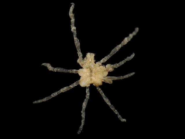 Anoplodactylus pygmaeus phoxichilidiidae phoxichilidiid sea spider pycnogonida images