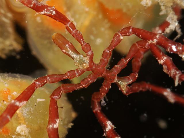 Endeis spinosa endeidae endeid sea spider pycnogonida images