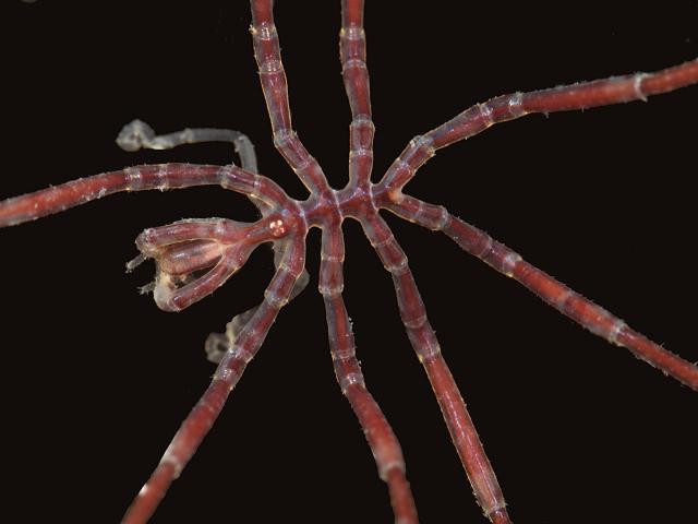 Nymphon gracile Gangly lancer Sea Spider Pycnogonida Images