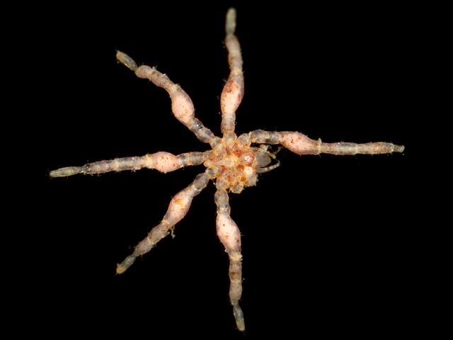 Tanystylum conirostre ammotheidae ammotheid sea spider pycnogonida images