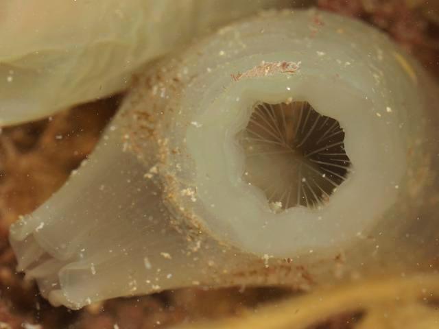 Ciona robusta Type A non native Sea squirt Tunicate Images
