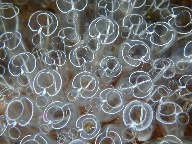 Clavelina lepadiformis Light Bulb Sea Squirt Sea Squirt Tunicate Images