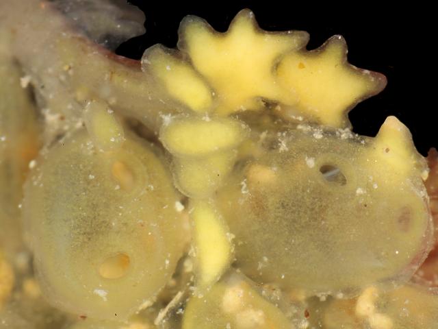 Perophora japonica creeping Alien species invader invading yellow Sea squirt Tunicate Images