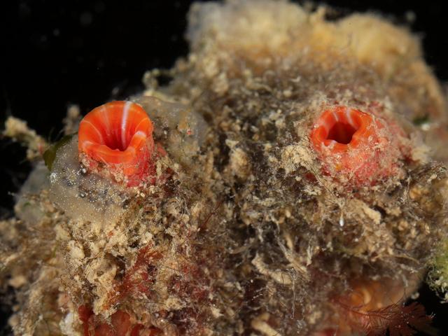 Pyura microcosmus pyuridae pyurid sea squirt tunicate images