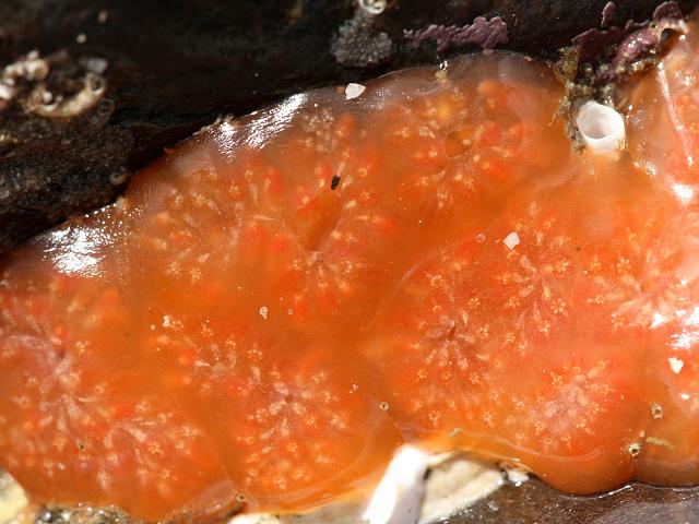 Aplidium nordmanni Sea Squirt Tunicate Images